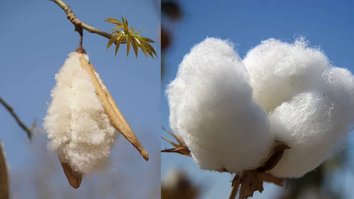 Differences Between Kapok Fiber and Cotton