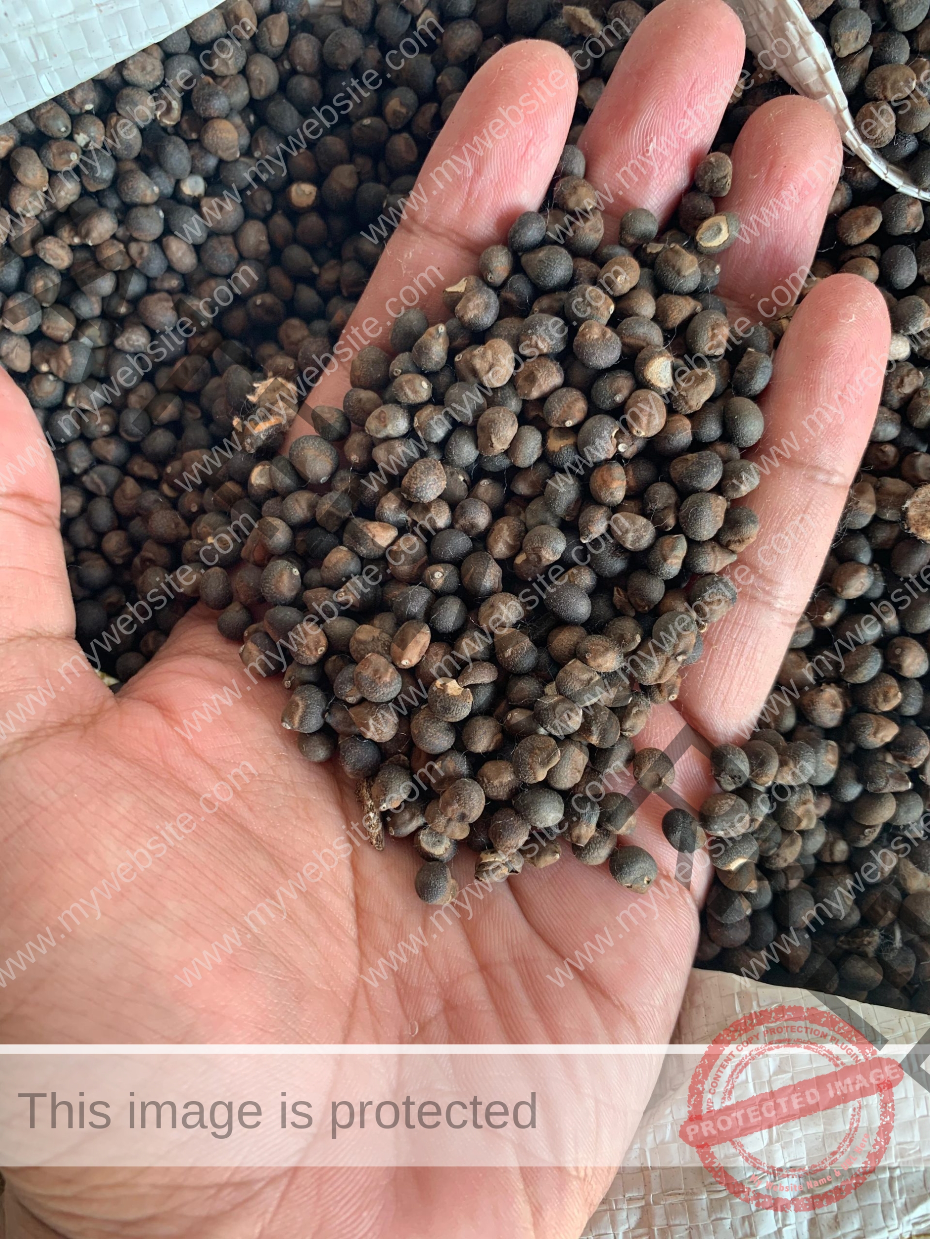 Kapok seeds, small and brown, are used to extract oil known for its antioxidant properties and applications in food, cosmetics, and biofuel industries.