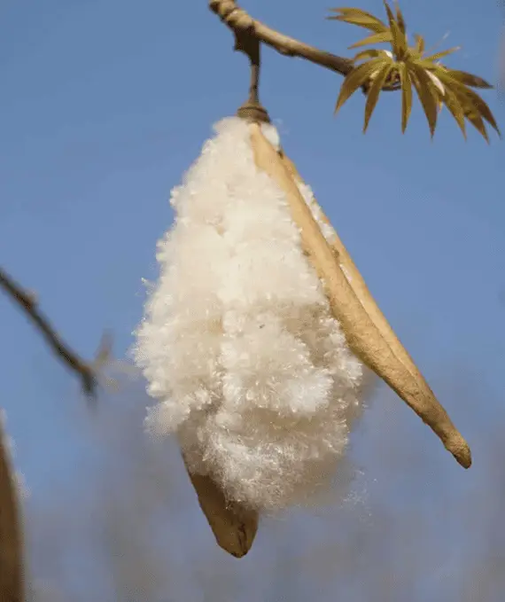 ripe kapok pod hanging from a branch of a kapok tree.